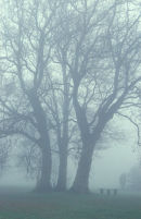 Hall Place Misty morn